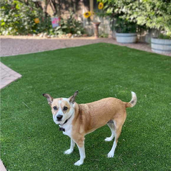 Welcome Friends The Den is open for your shopping pleasure Watch for LIVE SHOWS - Picture 10 of 16